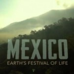 Q330墨西哥：地球生命的狂欢