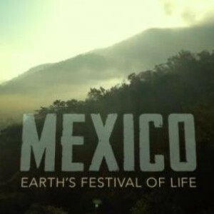 Q330墨西哥：地球生命的狂欢