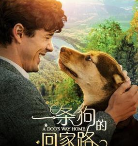 U354一條狗的回家路/贝拉400哩的约定/为了与你相聚 2019 评分6.6