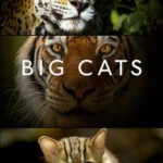 P480大猫/大虫 BIG CATS (2018)豆瓣评分高达9.6