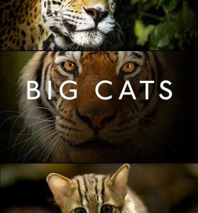 P480大猫/大虫 BIG CATS (2018)豆瓣评分高达9.6