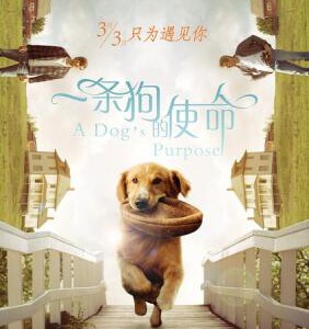 J370一条狗的使命 A DOG’S PURPOSE （2017） 美国最新感人动物题材喜剧大片