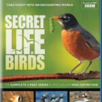 T108鸟类的秘密生活 2013 BBC的自然科普纪录片