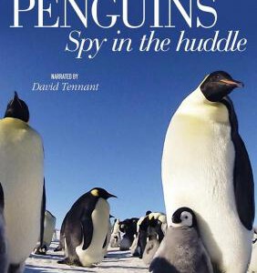 Q065企鹅群里有特务 窥视企鹅/卧底企鹅帮 PENGUINS