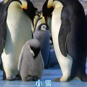 B381帝企鹅宝宝的生命轮回之旅/小雪:一只企鹅的故事 豆瓣评分高达9.2(2015)