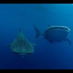 C442鲨鱼/碧海狂鲨 豆瓣评分高达变态的9.5分