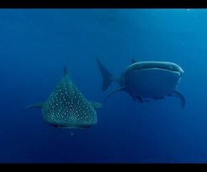 C442鲨鱼/碧海狂鲨 豆瓣评分高达变态的9.5分