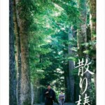 H491 BD50山茶花飘零/飘落的山茶花/椿花散落 2018 评分7.1