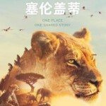 C729-730塞伦盖蒂 2019 评分9.4 2碟装 BBC出品必属精品