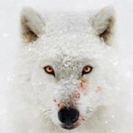 F811水深火热的星球 第一季 Hostile Planet Season 1(2019) 豆瓣9.3 高清版，不支持PS