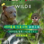 H715-716 BD50荒野间谍 第二季 2020 评分9.5 2碟装