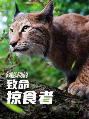 M632致命掠食者(高清版)CARPATHIAN PREDATORS (2020)