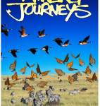 R654奇异的旅程 豆瓣8.2 1999年上映经典动物纪录片