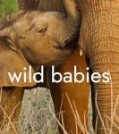 W774野生动物宝宝 第一季 2022年网飞最新上映动物纪录片大作