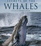 B1064鲸鱼的秘密/鲸之奥妙(2021) 国粤语5.1 高清版 豆瓣9.4