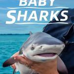 B1447鲨鱼宝宝成长记 2022 国家地理出品关于鲨鱼的无与伦比的纪录片杰作