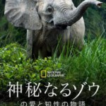 F1262大象的秘密 第一季 2023迪士尼携手美国国家地理频道出品纪录片大作