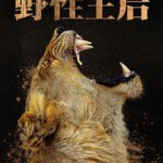 R1044-1045野性王后 2碟装 2024国家地理频道为迪士尼+打造雌性动物纪录片