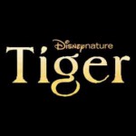 S1116老虎 2024年美国最新上映一部关于印度孟加拉虎的纪录片