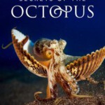 S1140章鱼的秘密 2024艾美奖肯定《鲸之谜》制作团队最新力作