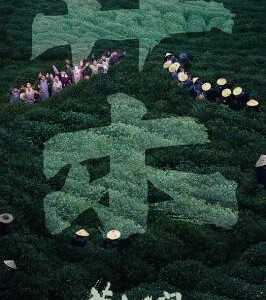 T1033草木人间 高清版 2024反传销题材电影