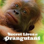 U1174红毛猩猩的秘密生活 2024网飞出品2024最新纪录片大作