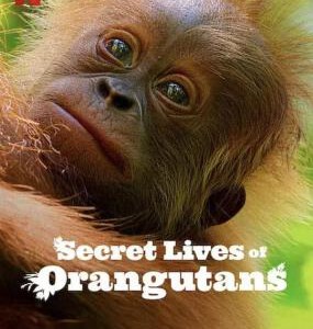 U1174红毛猩猩的秘密生活 2024网飞出品2024最新纪录片大作