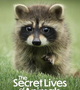 X1008-1009动物的秘密生活 2碟装 2024年Apple TV+全新纪录片